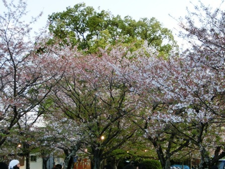 最後の桜を惜しみつつ・・・