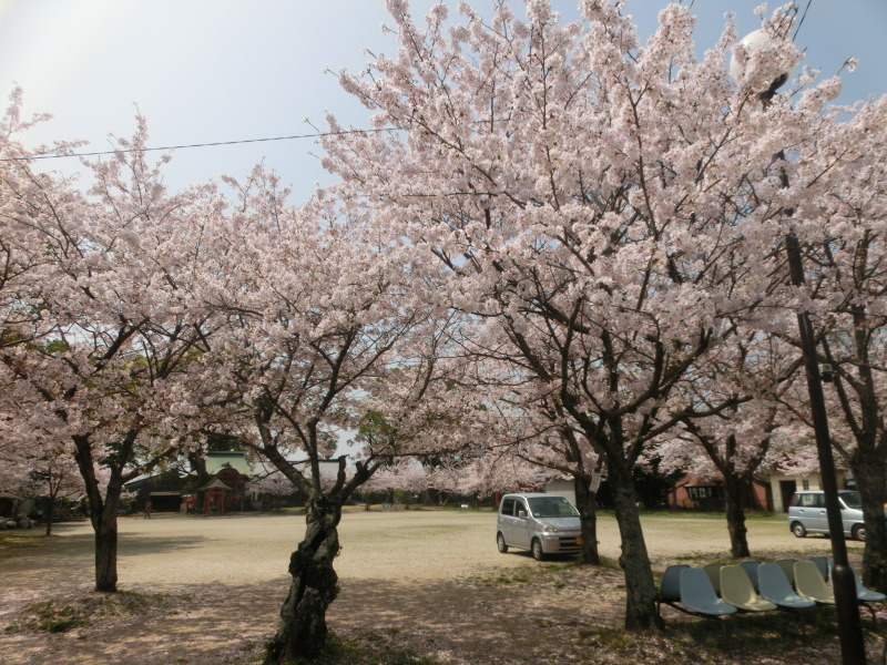 桜